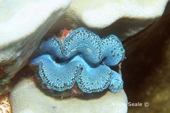 UW243-8 (giant clam)Andre Seale